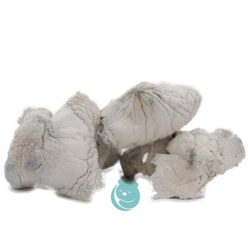 shrooms albino avery three