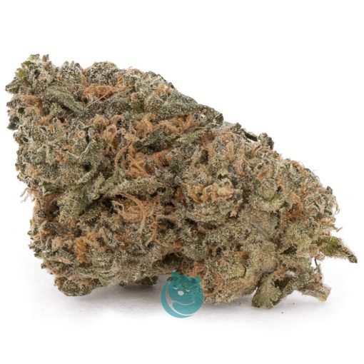 fucking incredible aa nug