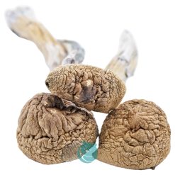 amazonian shrooms three piece