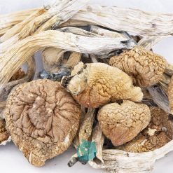 Wholesale Shrooms - Amazonian
