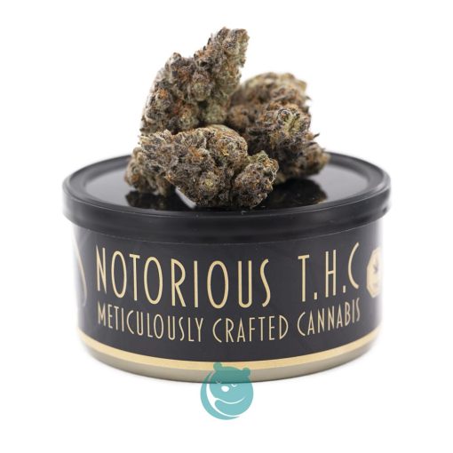Notorious THC Craft - Monster Cookies (7 Grams)