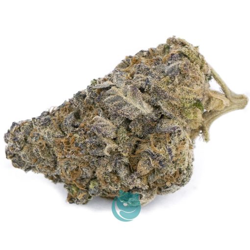area 41 aa nug