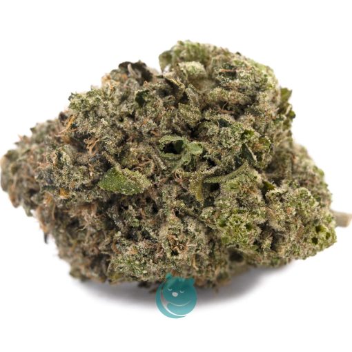 dank sinatra aa nug