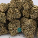 harlequin aa wholesale