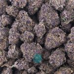 purple barney aaa wholesale