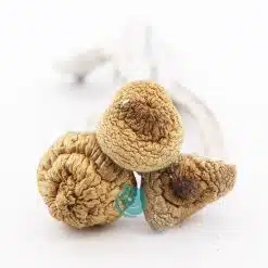 ecuadorian shrooms three