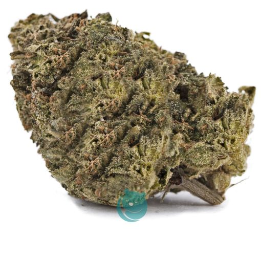 flo aa nug