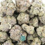 Wholesale - Purple Hindu Kush x Jager - Craft
