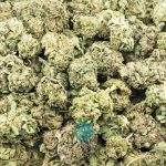 Wholesale - Cherry Gorilla - A