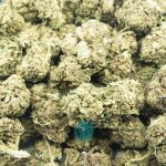 double dream a wholesale