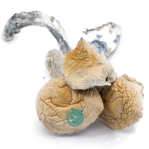 Shrooms - Great White Monsters