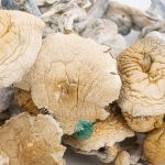 Wholesale Shrooms - Great White Monsters
