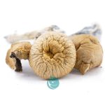Shrooms - Lizard King