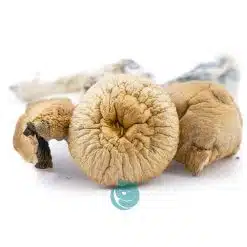 lizard king shrooms three
