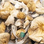 Wholesale Shrooms - Lizard King