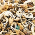 Wholesale Shrooms - Mazapatec