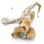 Shrooms - Wavy Z's