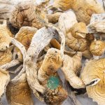 Wholesale Shrooms - Wavy Z's