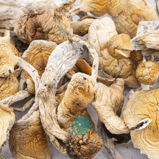 Wholesale Shrooms - Wavy Z's