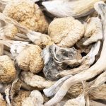 Wholesale Shrooms - Alacabenzi