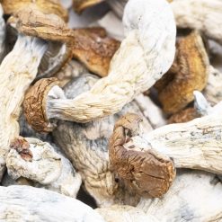 Wholesale Shrooms - Cambodian