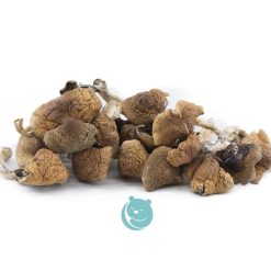 cambodian shrooms wholesale