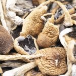 koh samui mushrooms