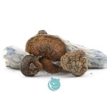 leucisitic penis envy shrooms three