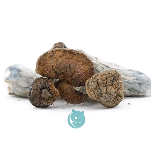 leucisitic penis envy shrooms three