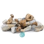 leucisitic penis envy shrooms wholesale