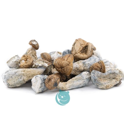 leucisitic penis envy shrooms wholesale
