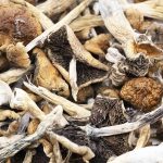 Wholesale Shrooms - Mexicana