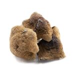 Shrooms - Mexicana