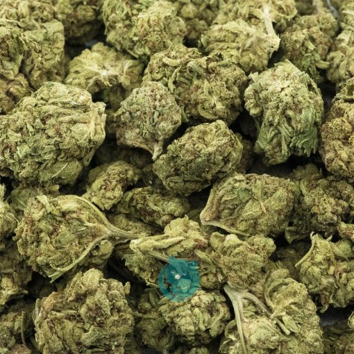 bahama blizzard a wholesale
