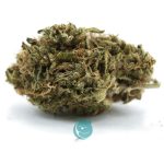 Blueberry Lambsbread A - Hybrid