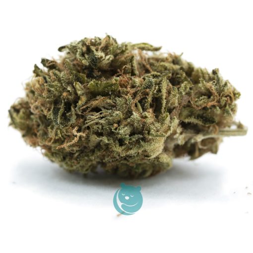 Blueberry Lambsbread A - Hybrid