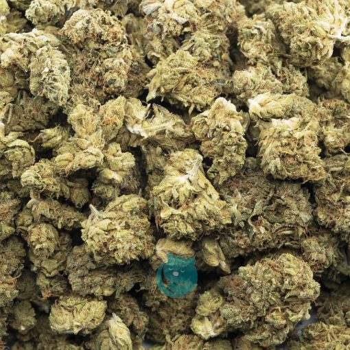 Wholesale - Blueberry Lambsbread - A
