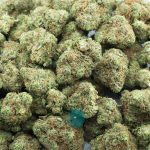 blueberry sinmint aaaa wholesale