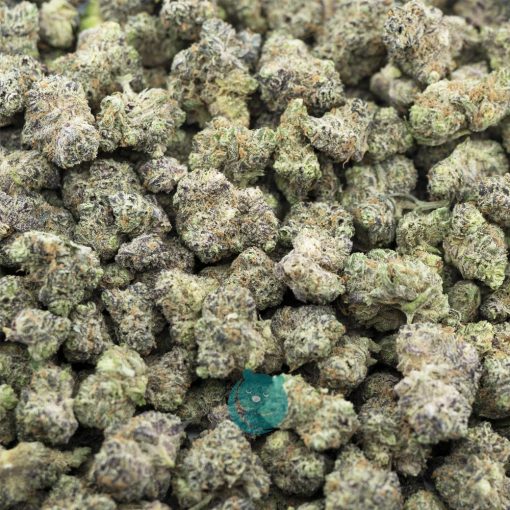 peyote critical popcorn aaaa crop