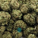 Wholesale - Crop Doctor - A