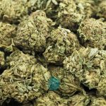 Wholesale - Gobbstopper - A