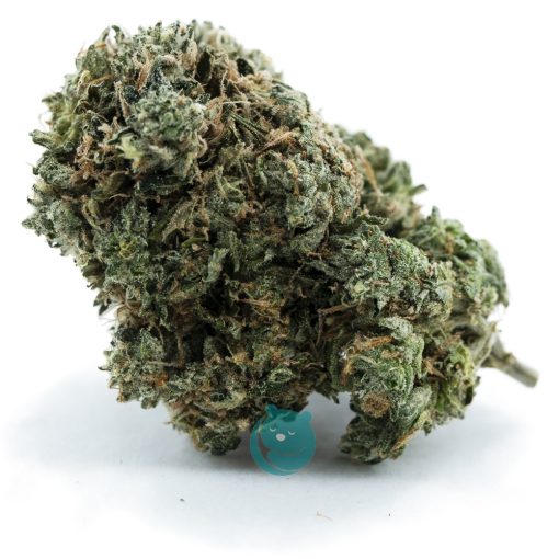 God's Green Crack AA - Indica