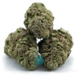 panama princess aa three nug