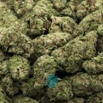 Wholesale - Panama Princess - AA
