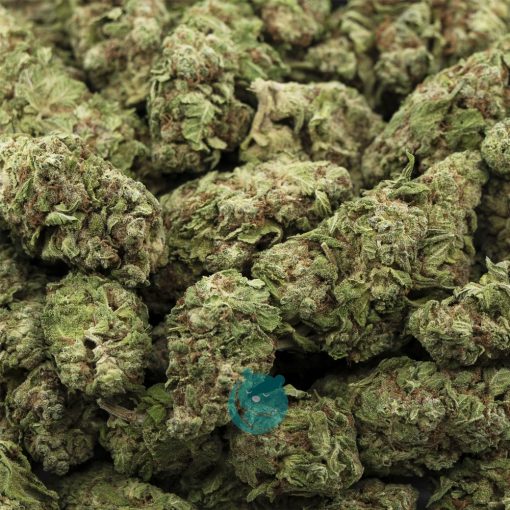 Wholesale - Panama Princess - AA
