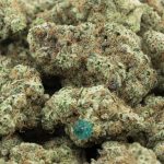 platinum dawg aaaa wholesale