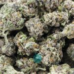Wholesale - Emancipator Craft - Craft
