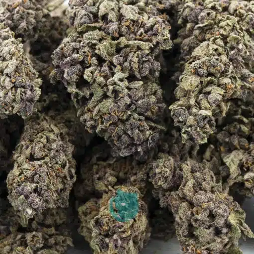 Wholesale - Blueberry Cookies - A