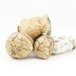 Wholesale - Shrooms - Thrasher - Image 2