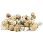 Wholesale - Shrooms - Thrasher